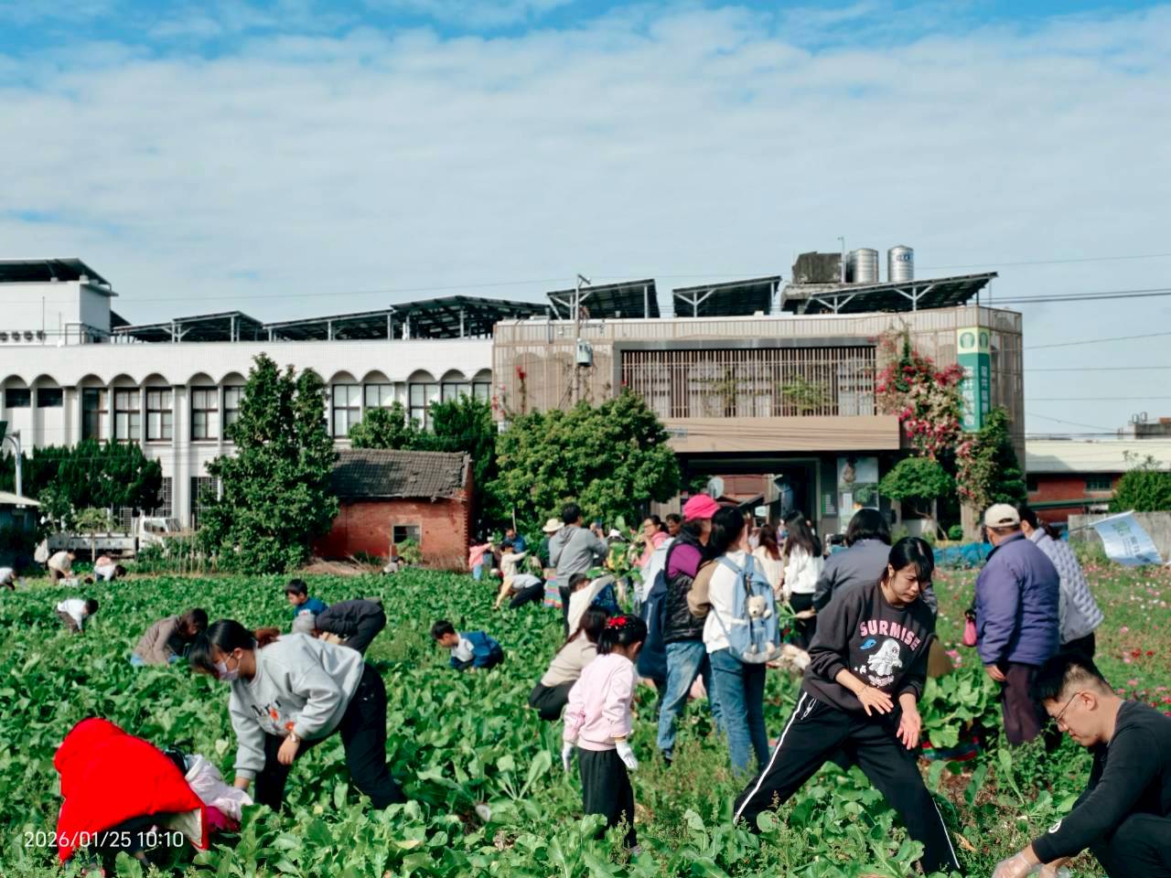 115年食農教育創新整合計畫-食農小教室-拔蘿蔔