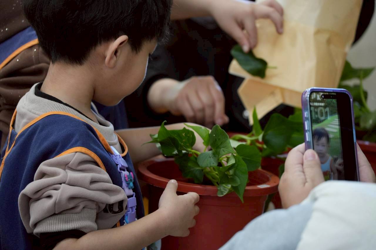 地瓜食農-龍峰國小附設幼兒園-把地瓜種回來