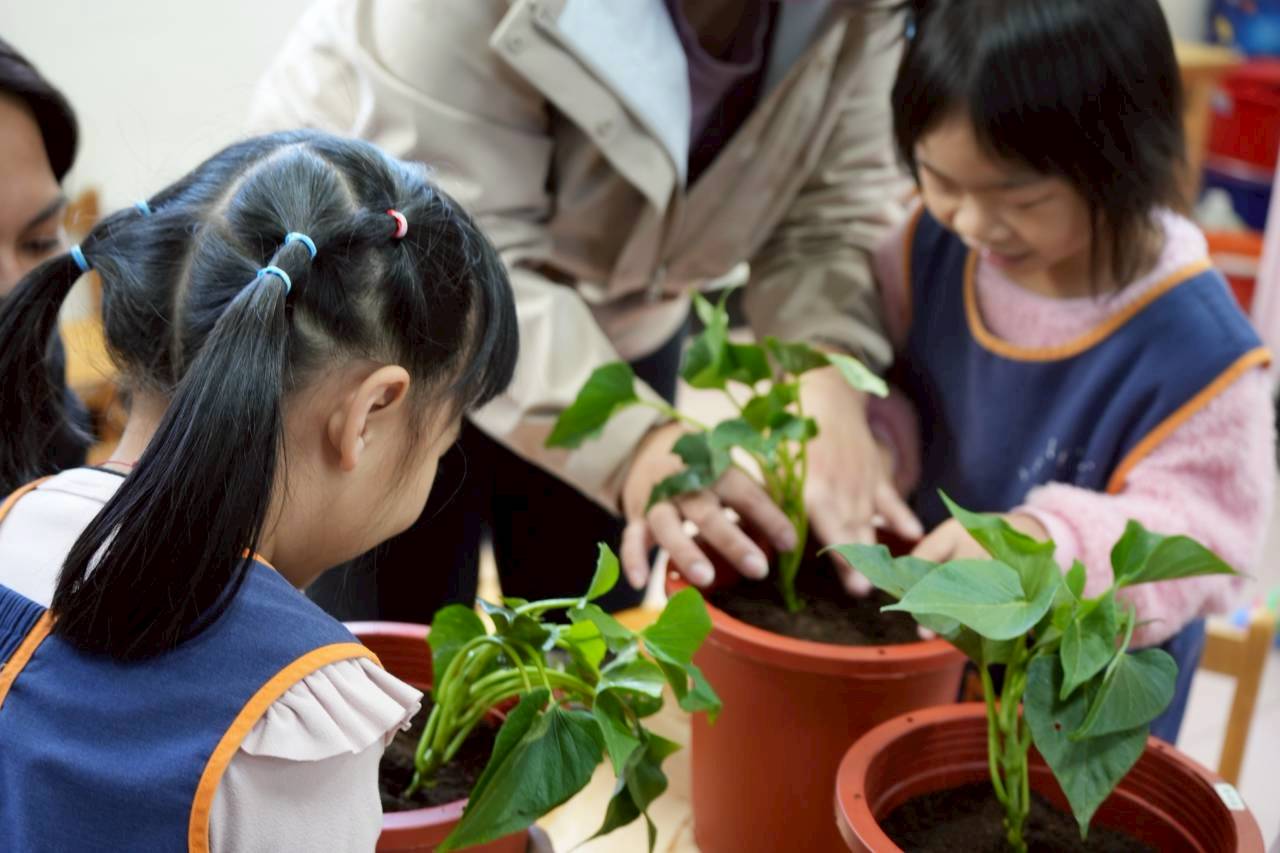 地瓜食農-龍峰國小附設幼兒園-把地瓜種回來